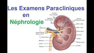 Les Examens Biologiques et radiologiques en Néphrologie [upl. by Nnylanna138]