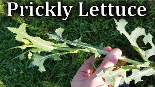 How To Identify Prickly Lettuce Lactuca serriola [upl. by Primalia]