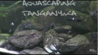 Aquascaping Tanganyika [upl. by Ferrel]