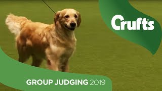 Gundog Group Judging and Presentation  Crufts 2019 [upl. by Ylerebmik]