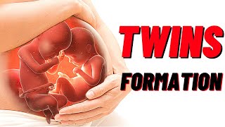 How Twins Are Formed In Humans Animation Identical and Fraternal Twins [upl. by Ijar]