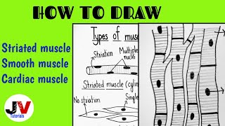 Diagrammatically show difference between the three types of muscle fibresStriated muscle diagram [upl. by Turino]