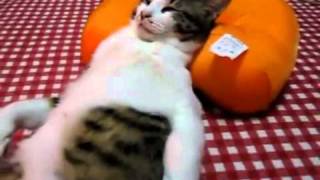 a cat sleeping like a human [upl. by Yleme]