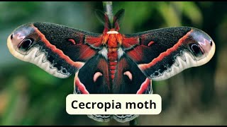 Cecropia moth [upl. by Aracot]