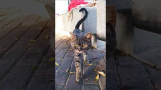 Poor cat in the seaside park salmiya Kuwait catlover cuteecats cuteanimal youtube cutepet [upl. by Eneryt]