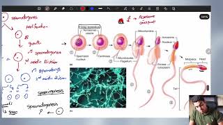 General Embryology  2Gametogenesis [upl. by Eedyak]