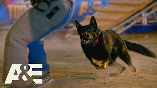 Purple Heart Winning K9 RACES to Beat Live PDs Team Fuze  Americas Top Dog Season 1  AampE [upl. by Bernadine516]