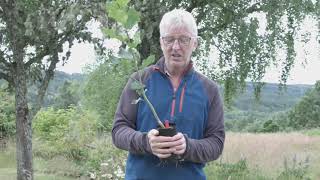 Doug Gilbert on how to identify aspen  Trees for Life [upl. by Michon]