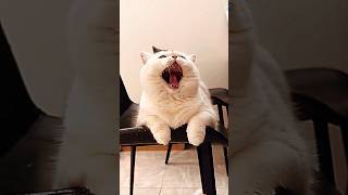 Epic Cat Fails and LaughOutLoud Moment cat cats shorts [upl. by Kirstin]