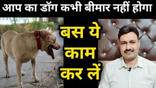 Dog ki Tabiyat kharab na ho डॉग को हेल्दी कैसे बनाये Apne Dog ko Healthy kaise rakhe Ramawat Dog car [upl. by Nosrettap]