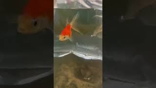 Most important step for adding new fish in aquarium viralvideo shorts [upl. by Irtemed]