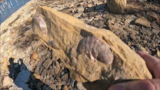 Fossil Hunting at Skiatook Lake Shells and Crinoids found [upl. by Dorej]