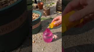 Orchid Plant Propagation Ideasgardening plants flowers propagation [upl. by Metcalf]