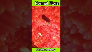 Normal Flora  Microbiota medicine [upl. by Vaclav]