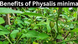 5 Health benefits of physalis angulata  Native gooseberry [upl. by Myrna]