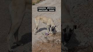 Yakarsa dünyayı garipler yakar köpek sokakköpekleri shorts [upl. by Toland]