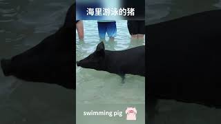 会游泳的大黑猪你见过吗？巴哈马出海三岛游 鞋底环球旅行 鞋底 [upl. by Nyrol]