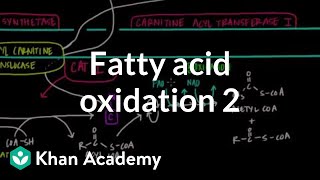 Fatty Acid Oxidation  Part II [upl. by Harihat749]