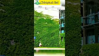 Ficus Pumila Plant to Decorate Wall chhipkali bel  Part 1 [upl. by Kopans]