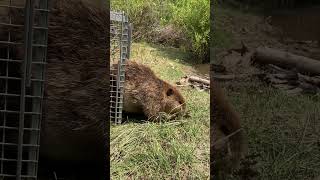 Releasing The Friendliest Beaver [upl. by Robers]