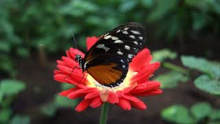 Heliconius hecate butterfly on a Gerbera flower  Butterfly Paradise Papiliorama Netherlands [upl. by Portingale]