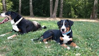 Giselle von Bärenboden  appenzeller sennenhund 3 to 4 months old [upl. by Airdnas69]