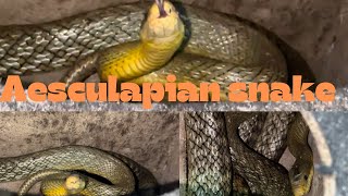 Aesculapian Snake Rescued  Deadliest Job in the World [upl. by Jehial]