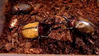 Dynastes hercules septentrionalis  Hercules Beetle  Herkuleskäfer [upl. by Geerts]