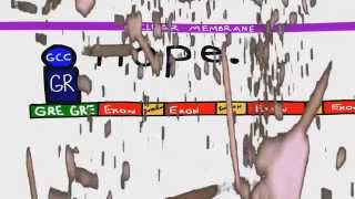 Glucocorticoid Mechanism of Action [upl. by Sarge]