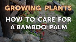 How to Care for a Bamboo Palm [upl. by Emily]