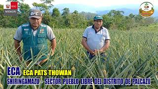 PROYECTO PIÑA ECA PATS THOWAN DE SHIRINGAMAZU SECTOR PUEBLO LIBRE EN EL DISTRITO DE PALCAZÚ [upl. by Annal]