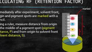 GR 12 Chromatography For Photosynthesis Science Tutorial Video [upl. by Zumwalt]