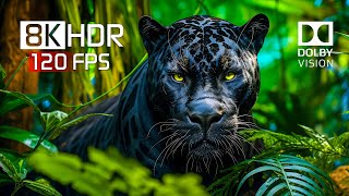 Best of Dolby Vision for 2024  8K HDR Video ULTRA HD 120FPS [upl. by Aicemak]