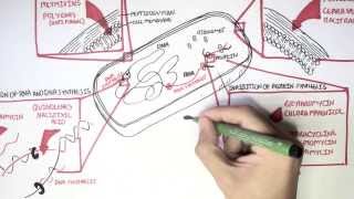 Microbiology  Antibiotics Mechanisms of Action [upl. by Anihc]