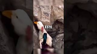 ¡ESTE PATO ERA RECHAZADO POR TODOS PERO😲😨 reflexiones animales historiareal respetoanimal [upl. by Alemaj869]