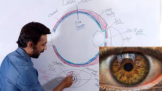 Anatomy and physiology of Uveal Tract  Iris [upl. by Halyak]