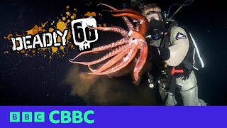 Top 5 Scariest Moments on Deadly 60 ☠️  CBBC [upl. by Yeblehs]