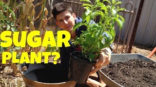 How to Grow Stevia Plants in Containers [upl. by Assert]