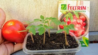 Dicas para iniciantes no cultivo de TOMATE  da semente ao transplante [upl. by Osnerol]