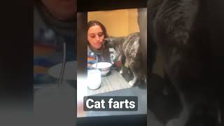 Cat farts on food Funny fyp cats [upl. by Justinian]