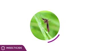 What is DURAFLEX ZC for Mosquito control all about [upl. by Danae938]