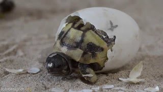 Schlüpfen Griechischer Landschildkröten  Greek tortoise hatching [upl. by Nickie]