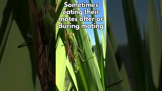 Praying Mantises Masters of Stealth and Deadly Precision PrayingMantis insects Wildlife Nature [upl. by Strade]