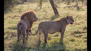 Mating pair of Lions in Kruger National Park [upl. by Beauvais]