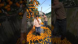 Beautiful Fresh Orange 🍊🍊 Harvesting from Farm With Rural Farmer 🍊🍊 shorts satisfying [upl. by Paviour]