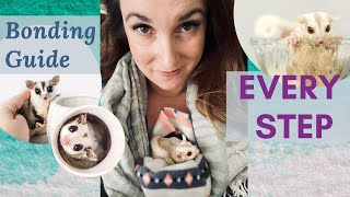 Step By Step Bonding Guide  A MUST SEE FOR EVERY Sugar Glider Owner [upl. by Inej]