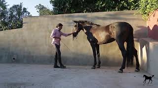 16 Cómo empezar el Paso Español en un caballo [upl. by Nodlehs]