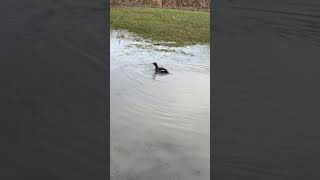 Merganser into the Wild to Celebrate National Wetlands Day [upl. by Oel287]