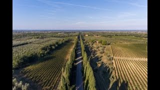 Come si costruisce il valore di un vinoicona e come si fa a mantenerlo la parola a Bolgheri [upl. by Barnebas]