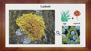 Biologie Licheni  WinSchool [upl. by Ylrebnik]